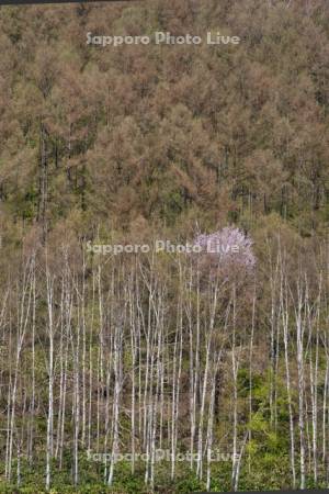 一本桜