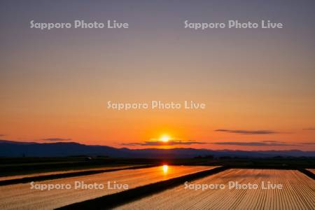 水田と夕日