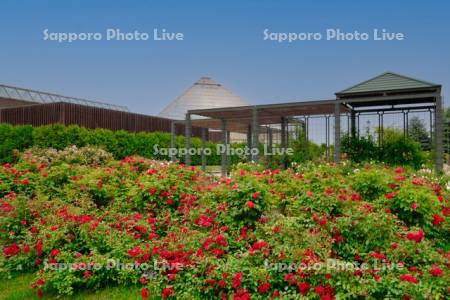 いわみざわ公園バラ園