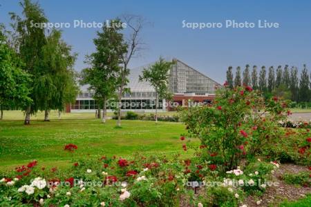 いわみざわ公園バラ園