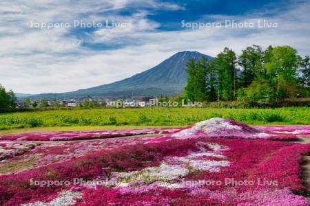 三島さんの芝ざくら庭園と羊蹄山