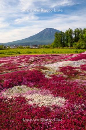 三島さんの芝ざくら庭園と羊蹄山