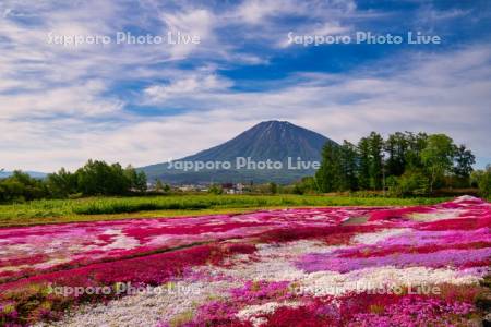 三島さんの芝ざくら庭園と羊蹄山