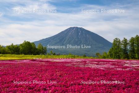 三島さんの芝ざくら庭園と羊蹄山