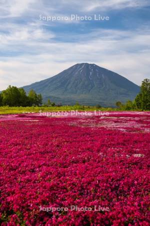 三島さんの芝ざくら庭園と羊蹄山