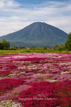 三島さんの芝ざくら庭園と羊蹄山