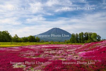 三島さんの芝ざくら庭園と羊蹄山