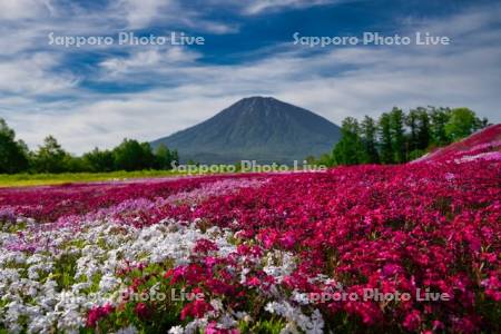 三島さんの芝ざくら庭園と羊蹄山