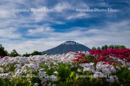 三島さんの芝ざくら庭園と羊蹄山