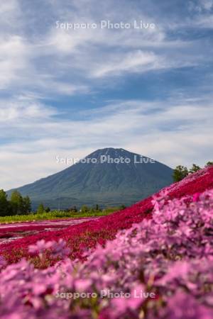 三島さんの芝ざくら庭園と羊蹄山