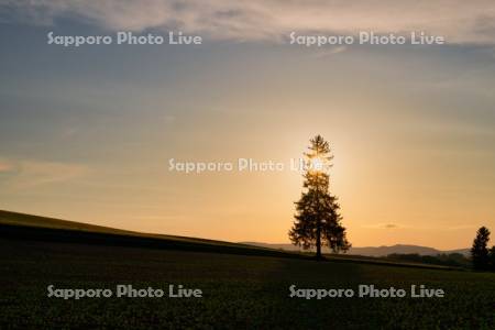 クリスマスツリーの木夕景