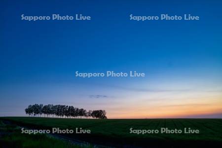 シラカバ並木夕景