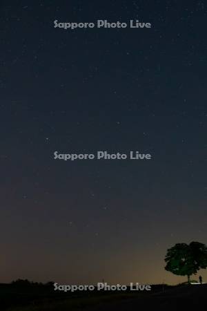 セブンスターの木と星空