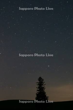 クリスマスツリーの木と星空