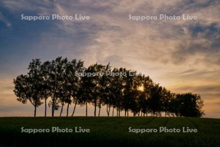 シラカバ並木夕景