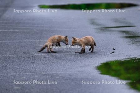 キタキツネ　子ぎつね