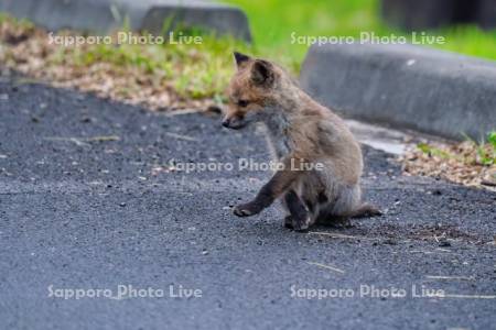 キタキツネ　子ぎつね