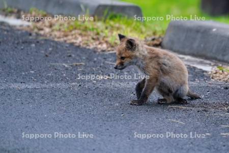 キタキツネ　子ぎつね