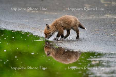 キタキツネ　子ぎつね