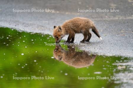 キタキツネ　子ぎつね