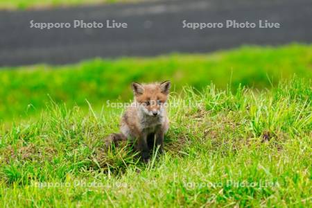 キタキツネ　子ぎつね