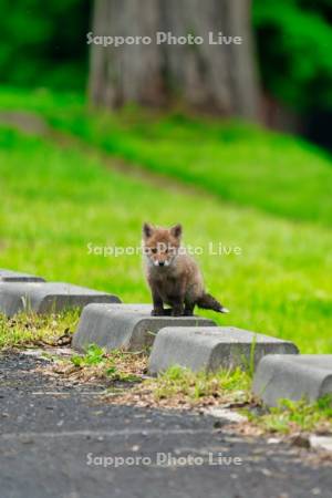 キタキツネ　子ぎつね