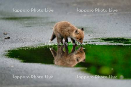 キタキツネ　子ぎつね