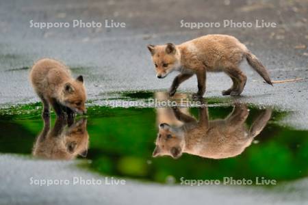 キタキツネ　子ぎつね