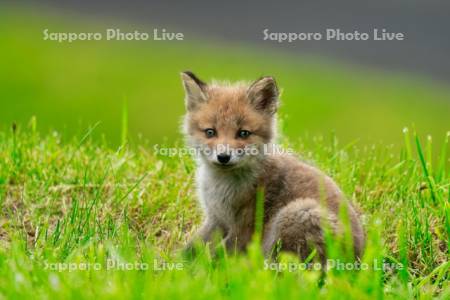 キタキツネ　子ぎつね