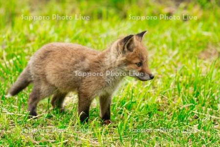 キタキツネ　子ぎつね