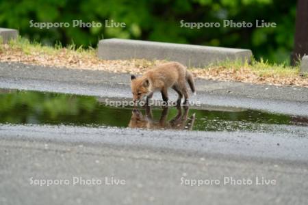 キタキツネ　子ぎつね