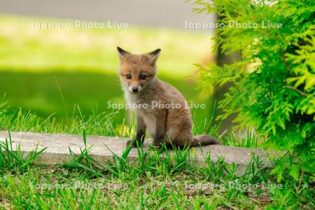 キタキツネ　子ぎつね