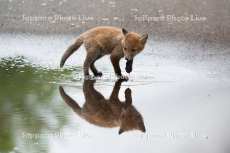 キタキツネ　子ぎつね