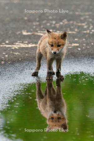 キタキツネ　子ぎつね