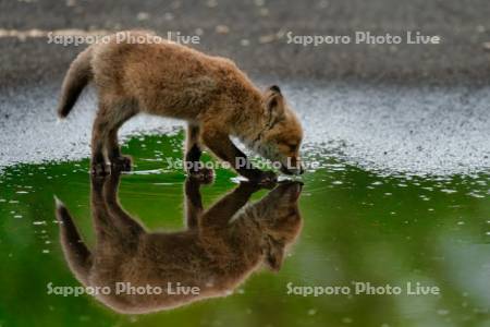 キタキツネ　子ぎつね