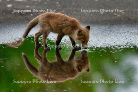 キタキツネ　子ぎつね