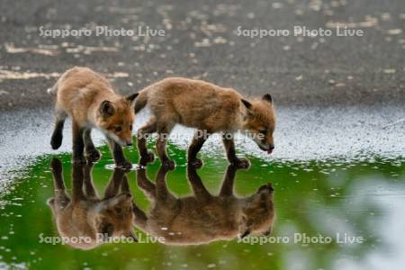 キタキツネ　子ぎつね