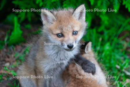 キタキツネ　子ぎつね