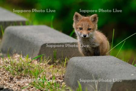 キタキツネ　子ぎつね