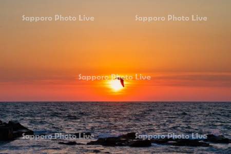 黄金岬より夕日と鳥