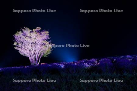 日の出公園ライトアップ