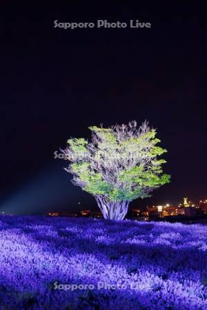 日の出公園ライトアップ