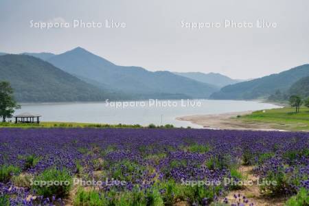 かなやま湖とラベンダー