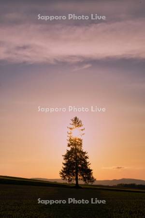 クリスマスツリーの木夕景