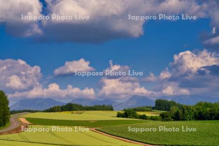 畑と十勝岳連峰