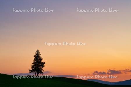 夕日の木の夕景