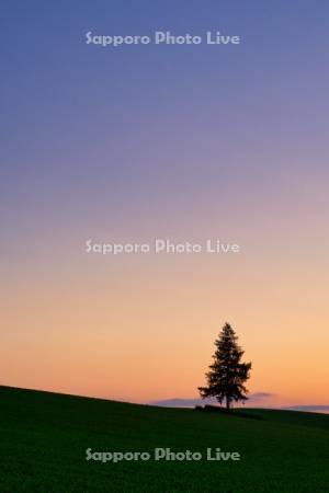 夕日の木の夕景