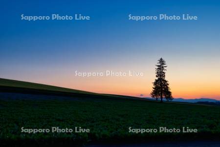 クリスマスツリーの木夕景