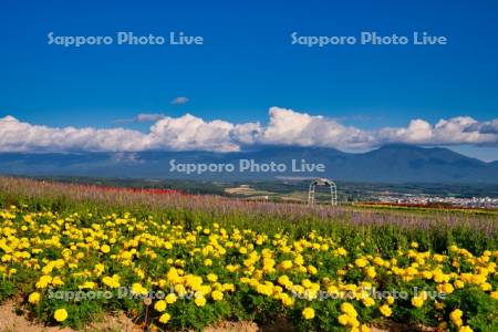 フラワーランドより十勝岳連峰