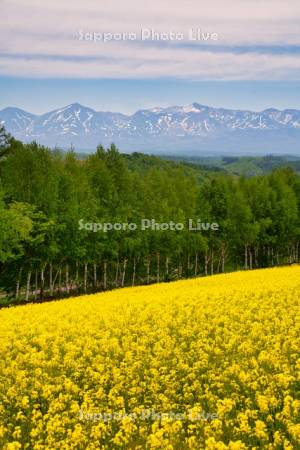 四季彩の丘より十勝岳連峰